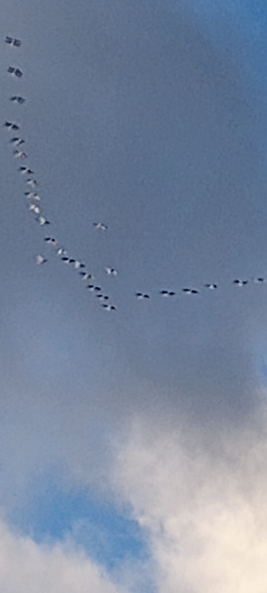 Орог тогоруу - ML645742394