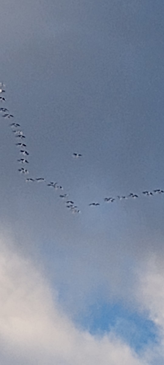 Орог тогоруу - ML645742395