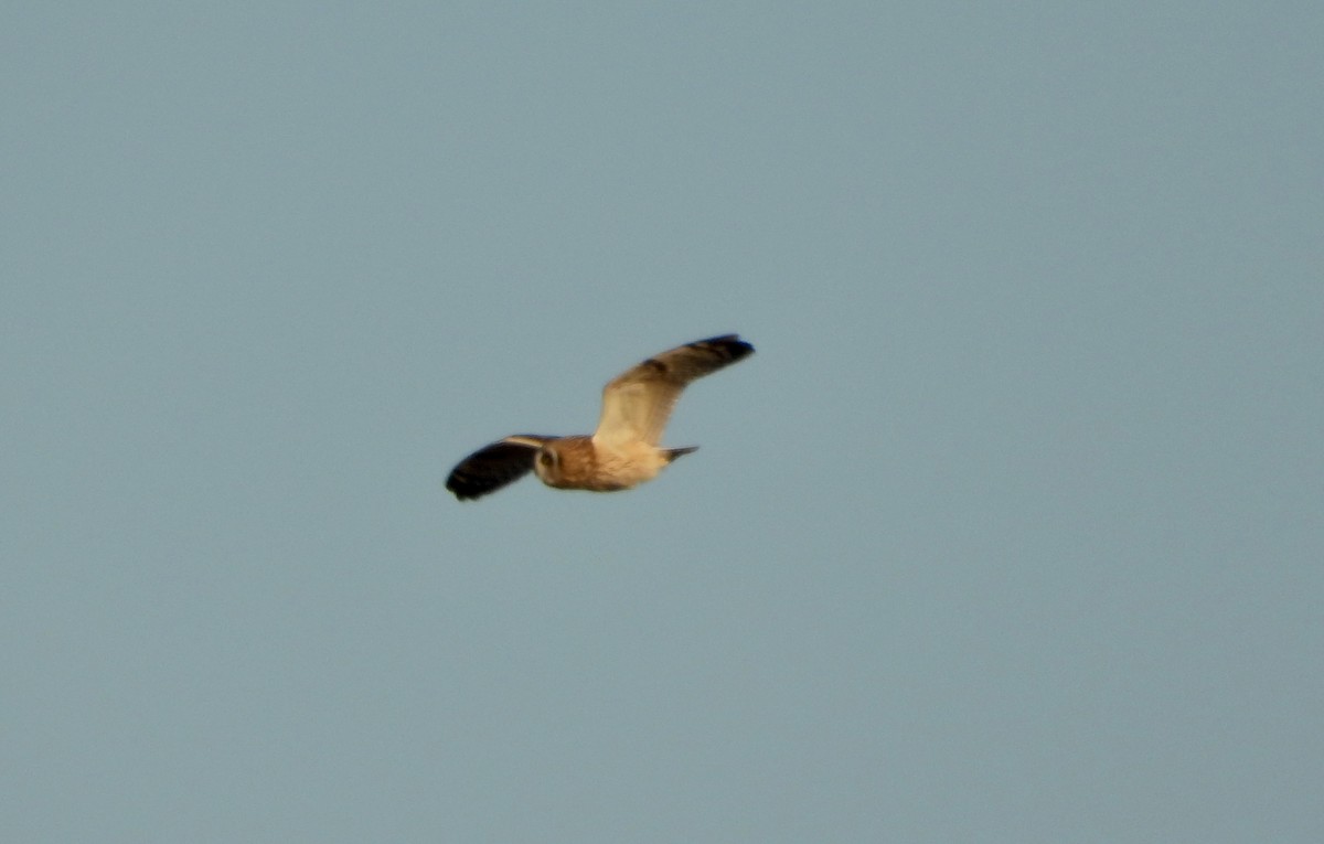 Short-eared Owl - ML645742397