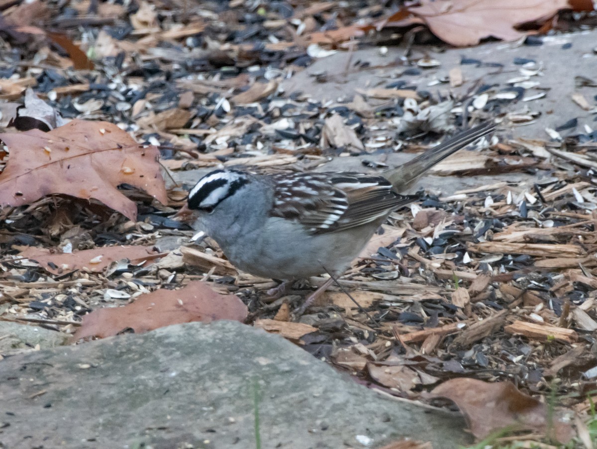 White-crowned Sparrow - ML645742399