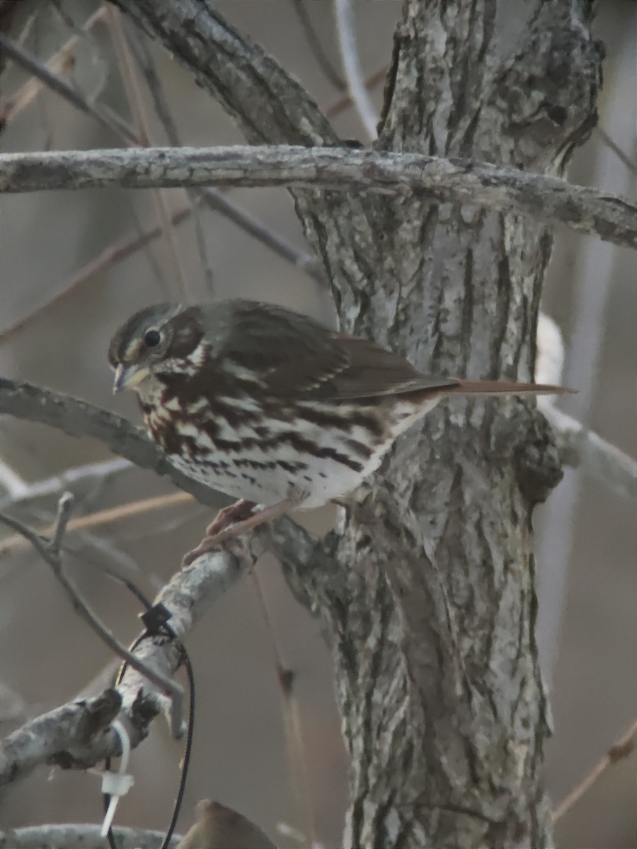 Fox Sparrow - ML645742402