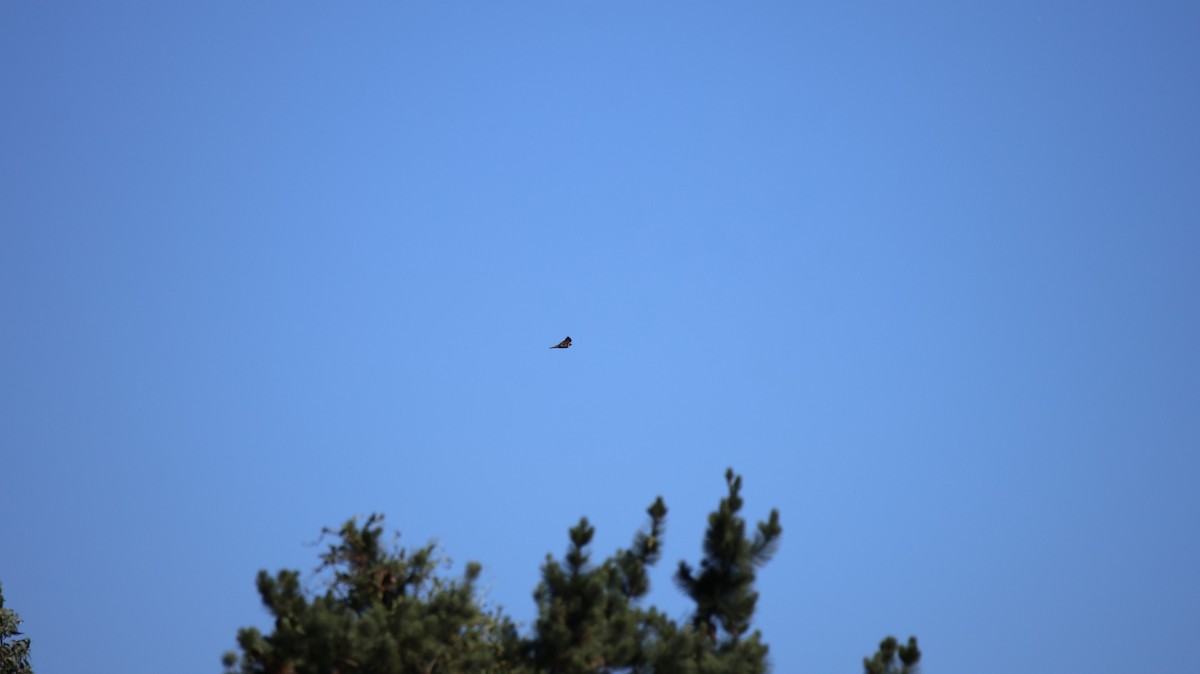 Variable Hawk - ML645742418