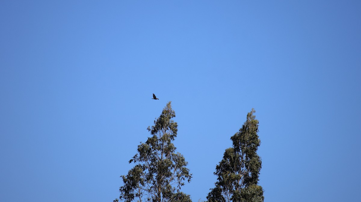 Variable Hawk - ML645742420