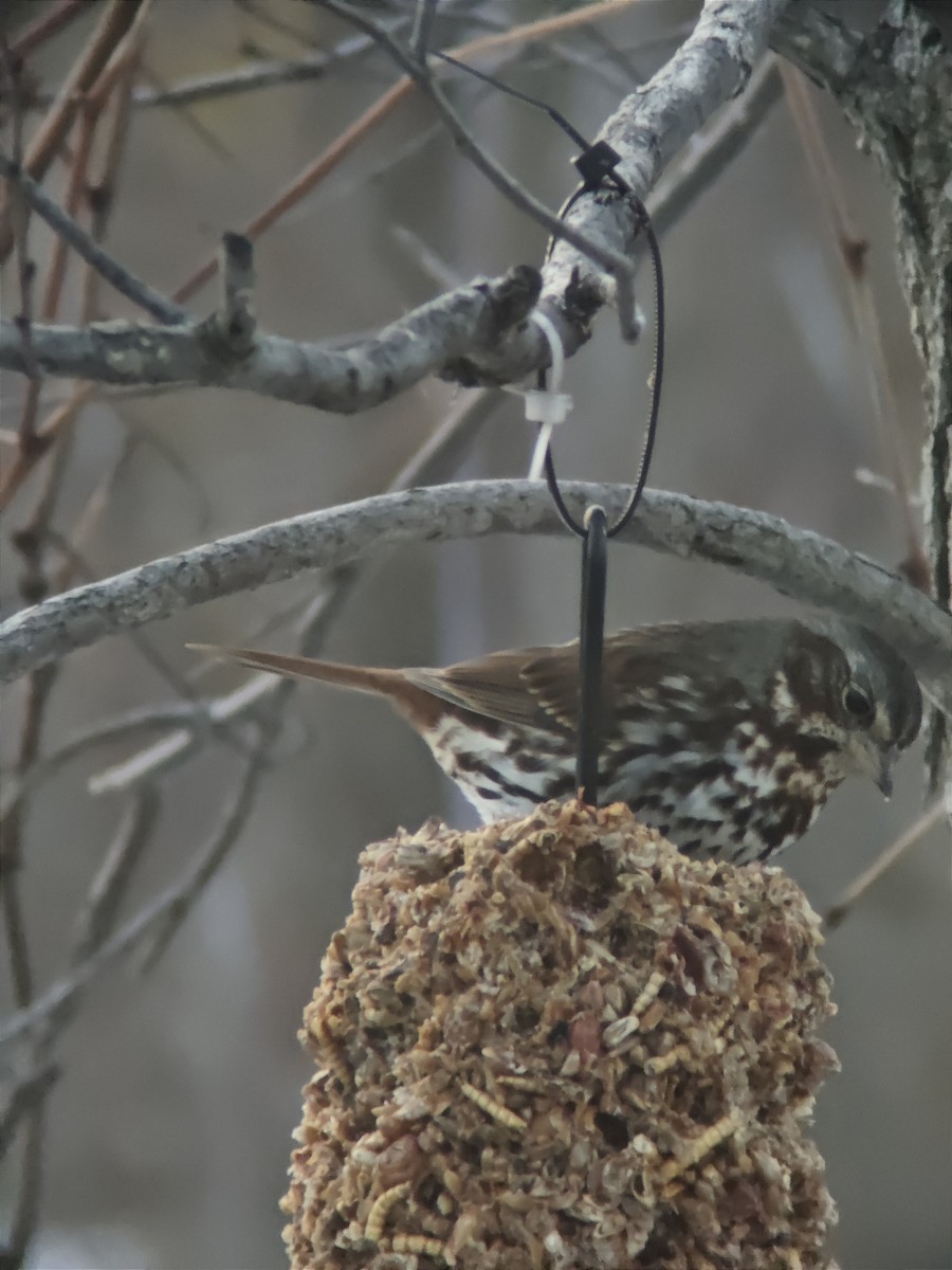 Fox Sparrow - ML645742438