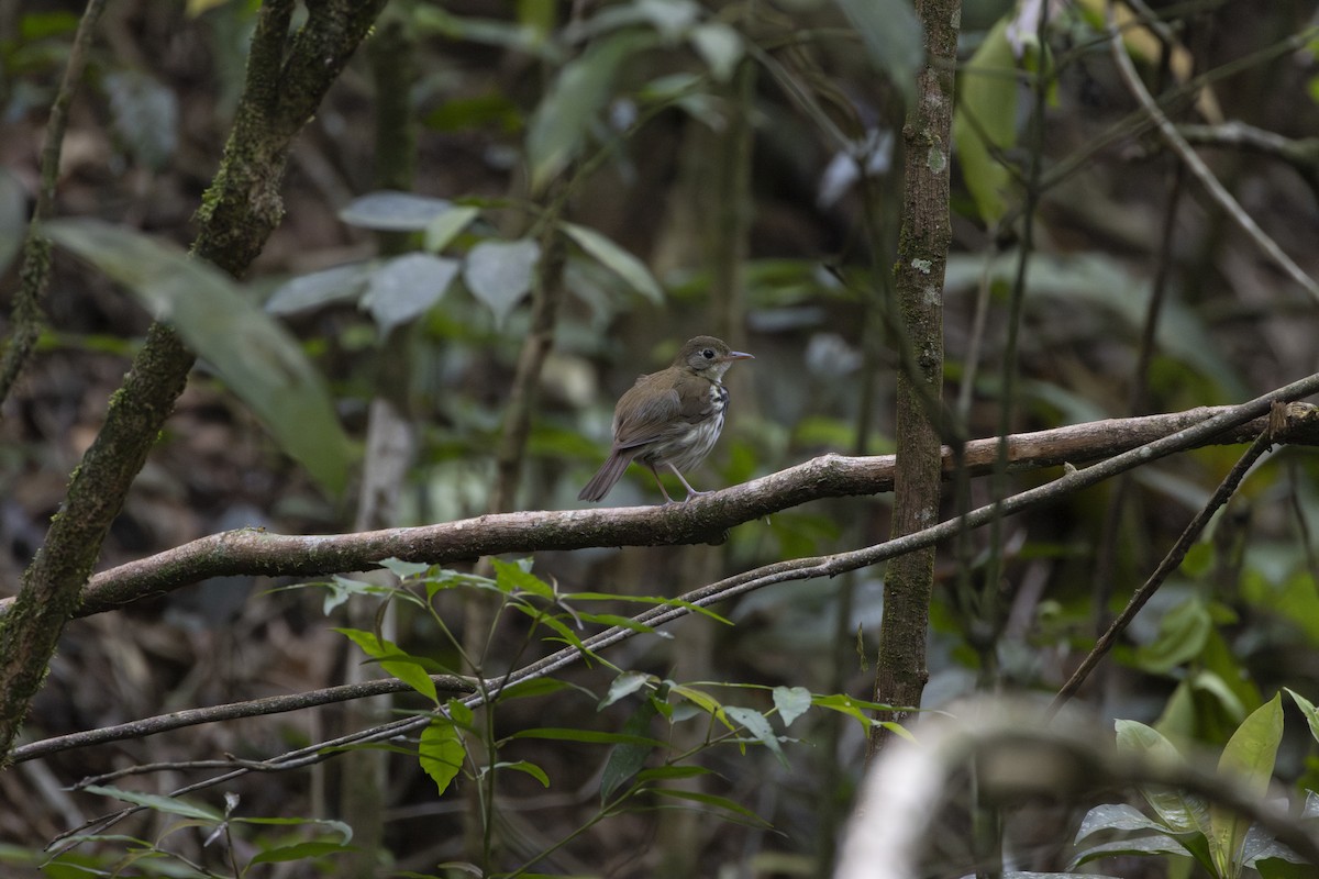 Southern Antpipit - ML645742455