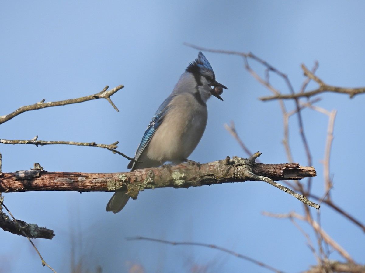 Blue Jay - ML645742458