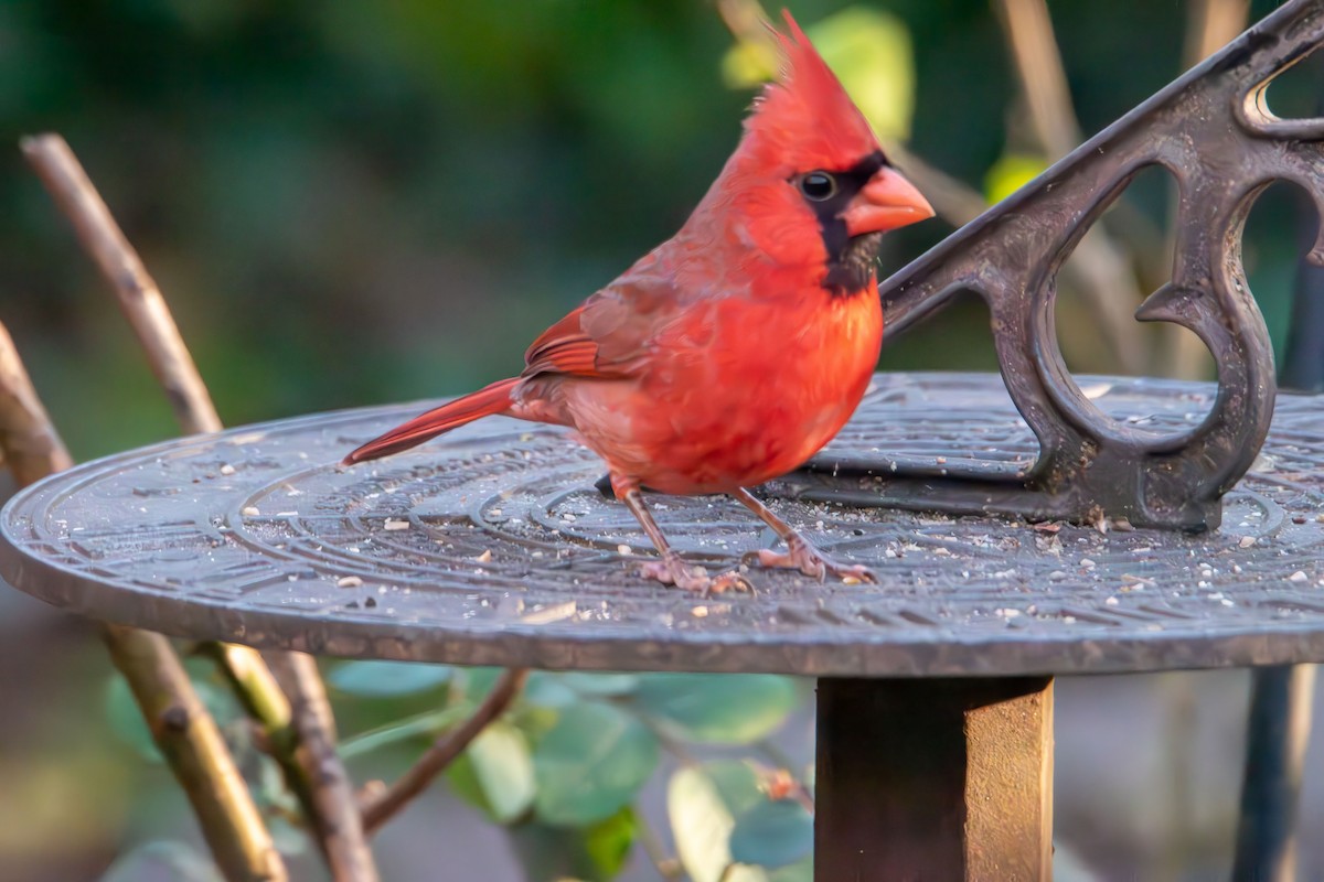 Northern Cardinal - ML645742459