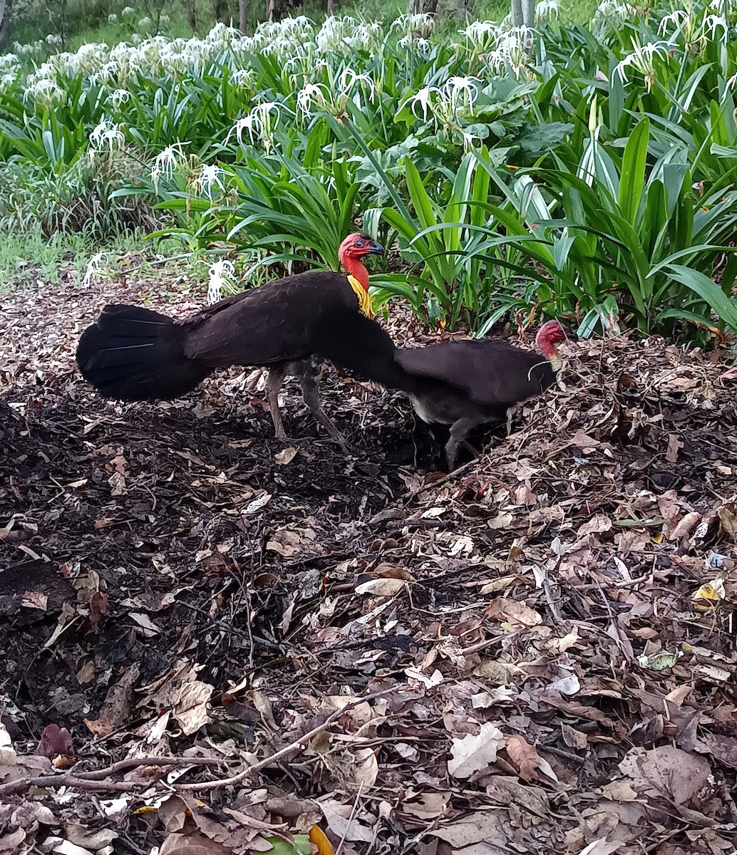 Australian Brushturkey (Yellow-pouched) - ML645742462