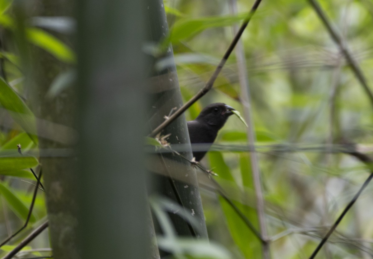 Sooty Grassquit - ML645742463