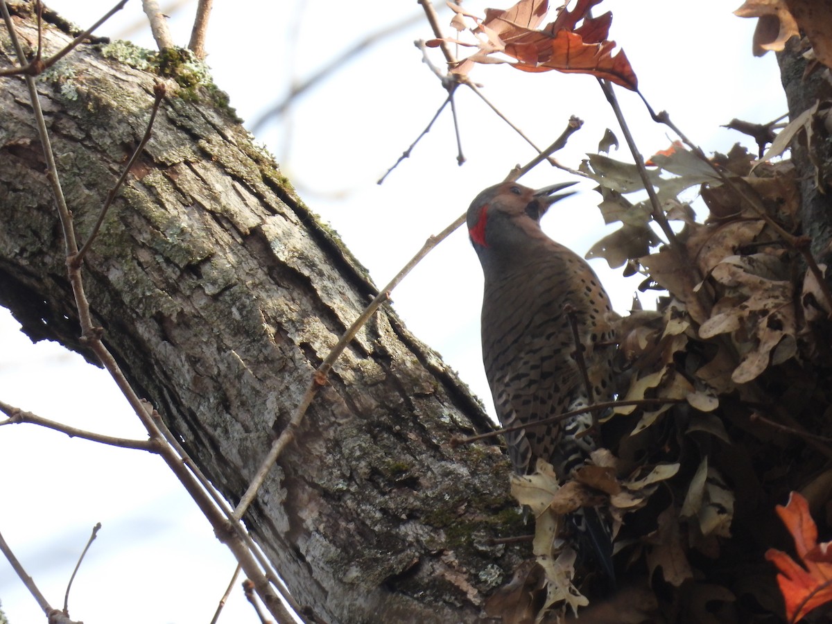 Northern Flicker - ML645742465