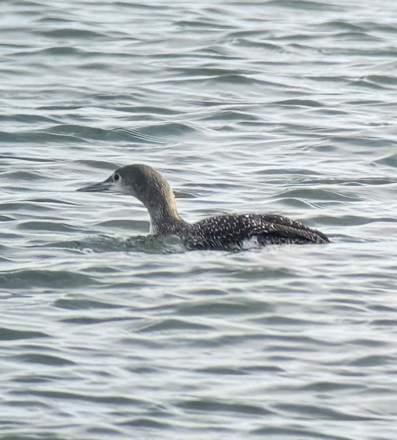 Red-throated Loon - ML645742466