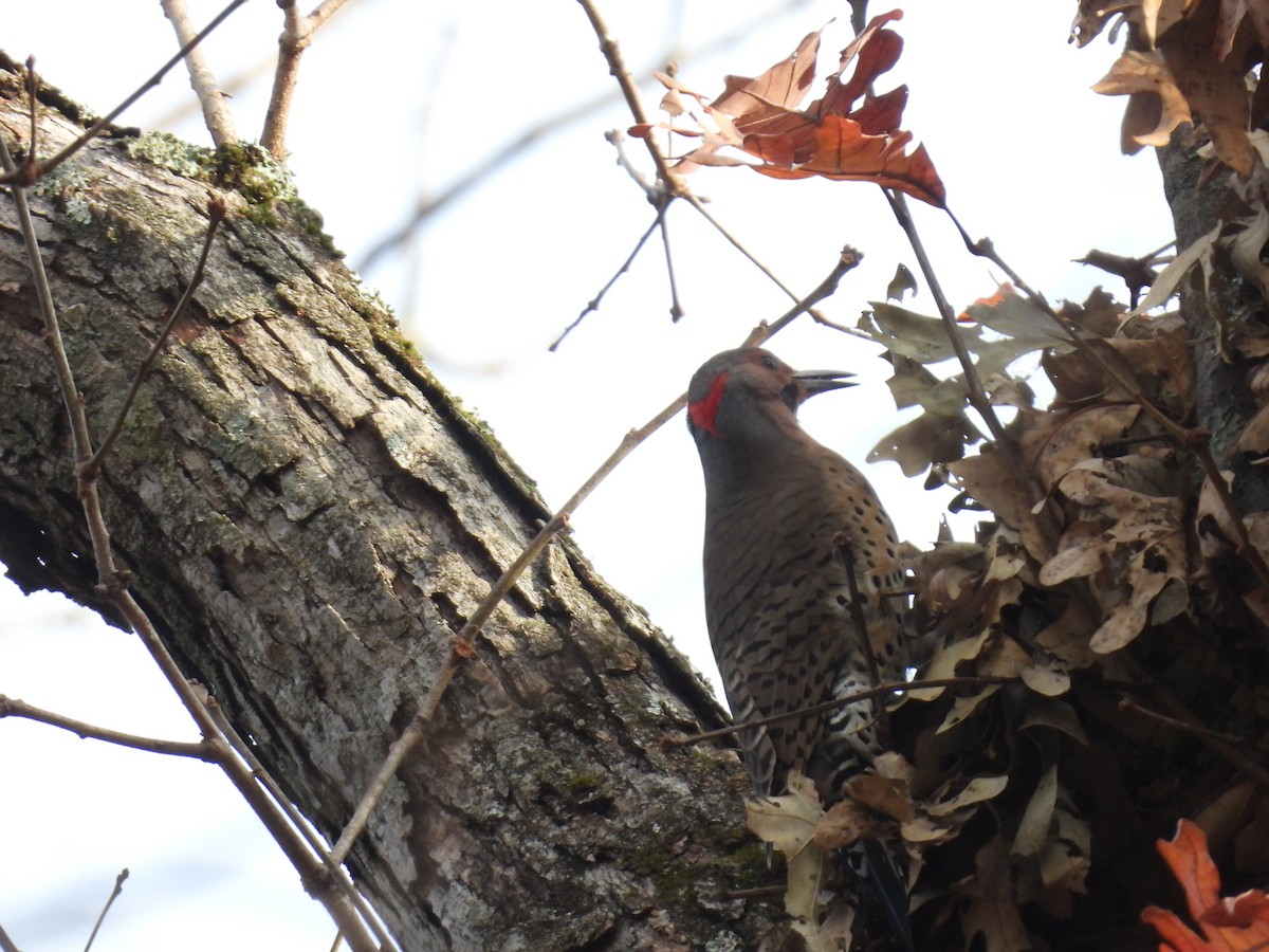 Northern Flicker - ML645742475