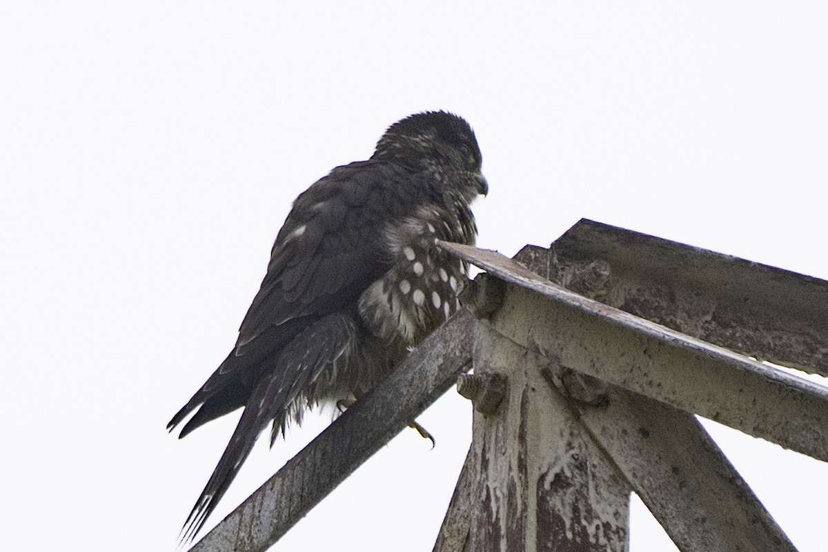 Merlin (Black) - ML645742477