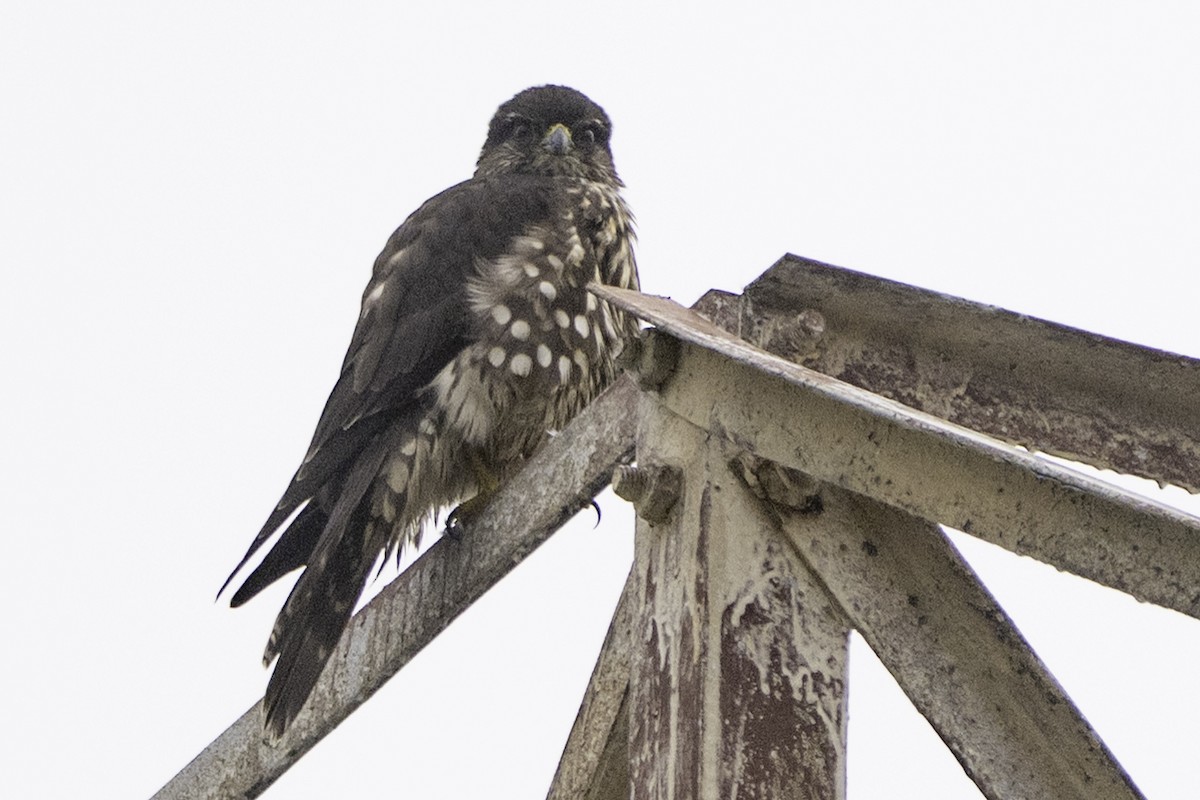 Merlin (Black) - ML645742478