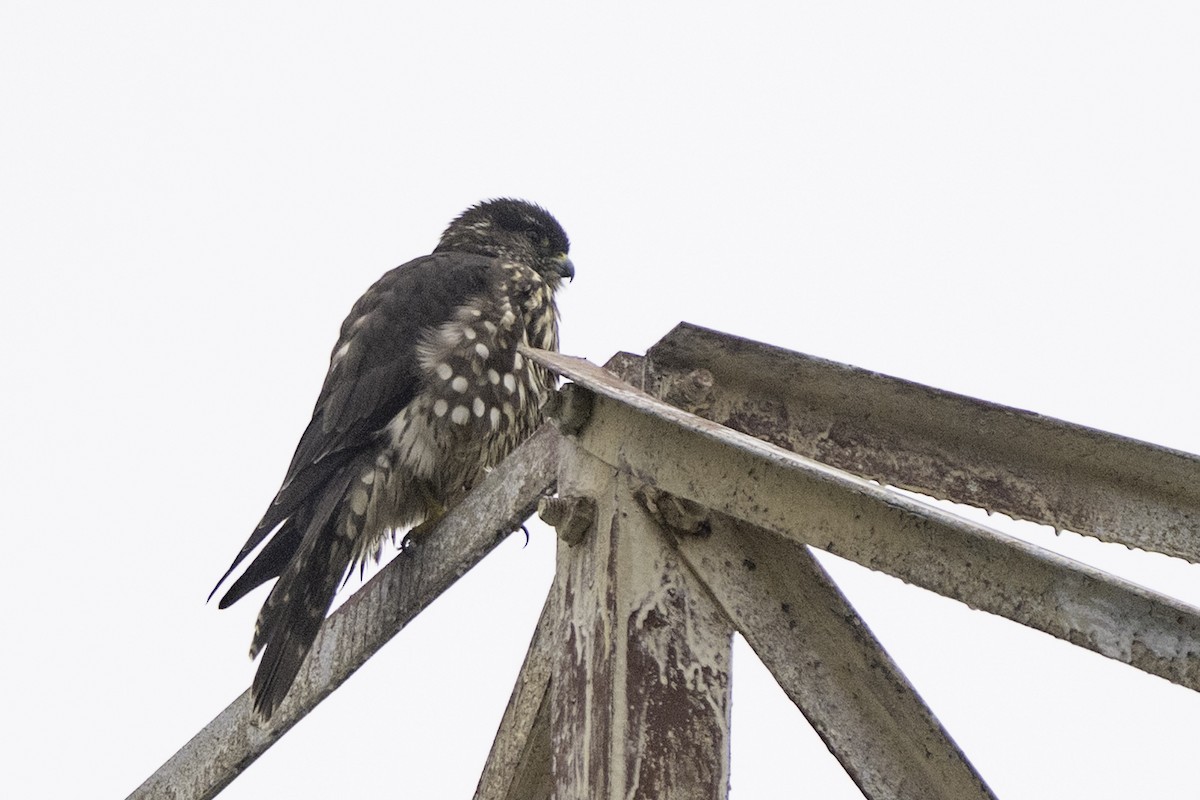 Merlin (Black) - ML645742479