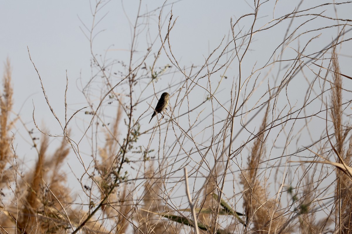 European Serin - ML645742481