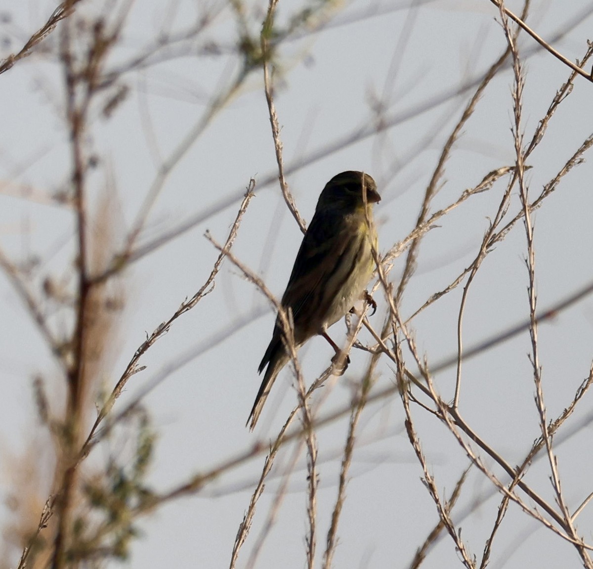 European Serin - ML645742482