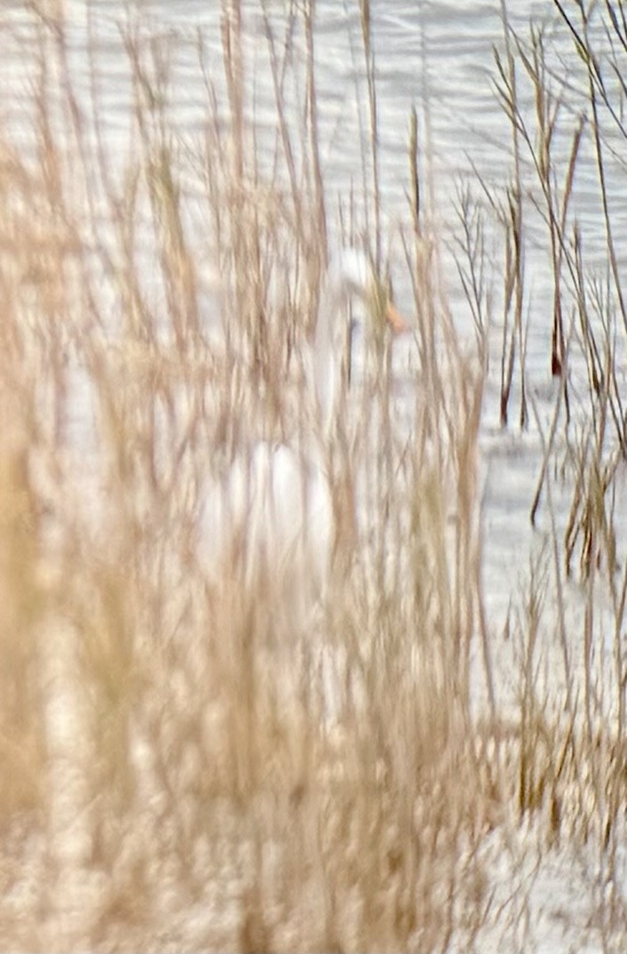 Great Egret - ML645742483