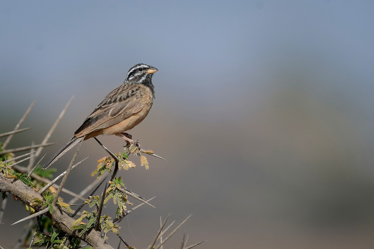 Cinnamon-breasted Bunting - ML645742489