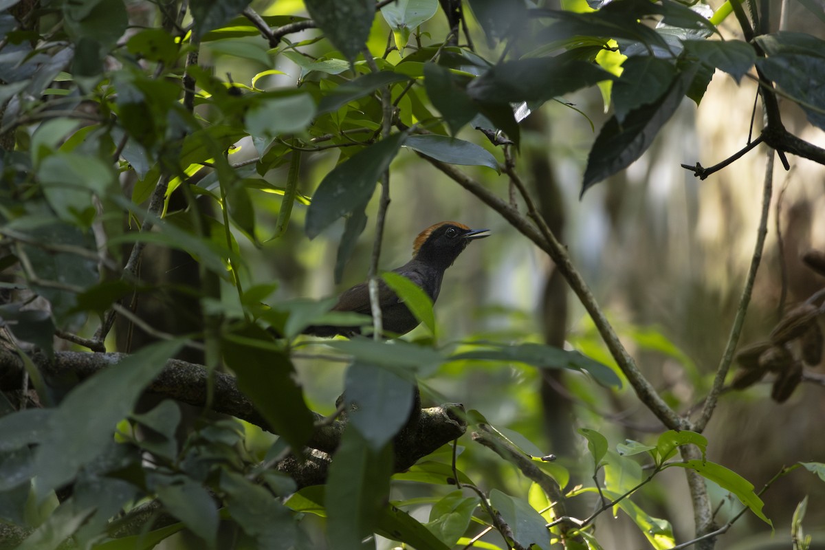 Rufous-capped Antthrush - ML645742491