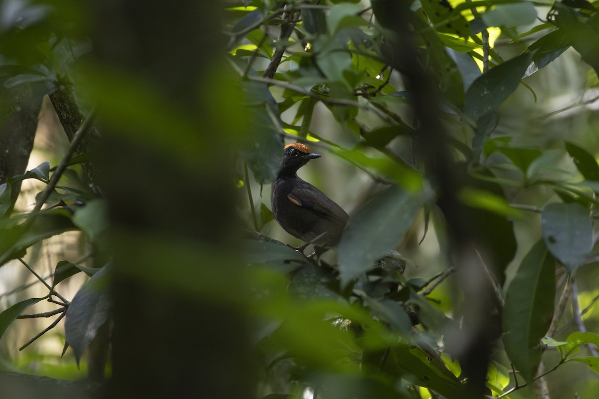 Rufous-capped Antthrush - ML645742492
