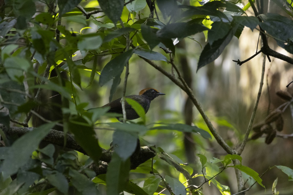 Rufous-capped Antthrush - ML645742493