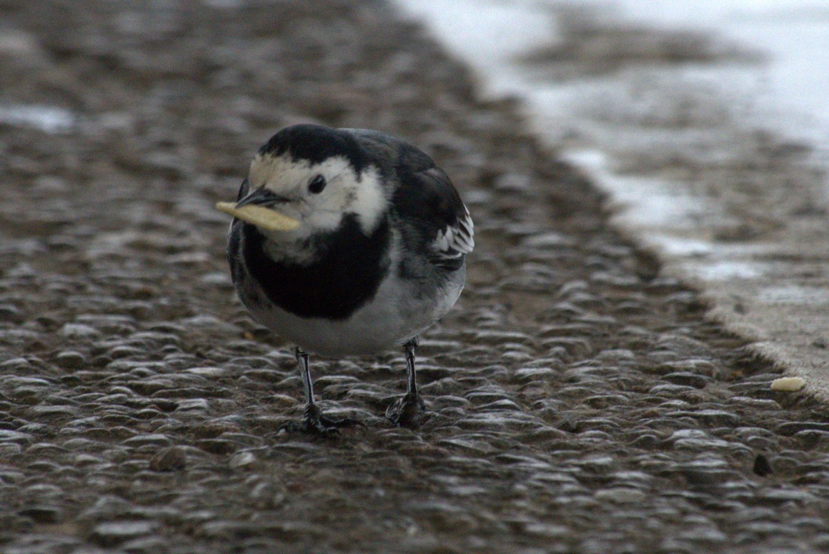 White Wagtail - ML645742500