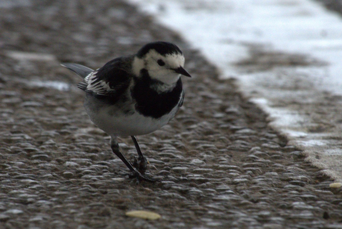 White Wagtail - ML645742502