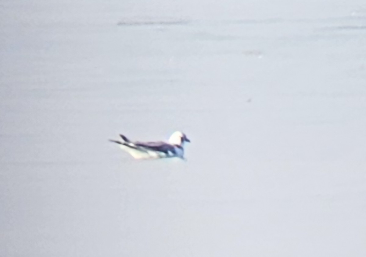 krykkje - ML645742504