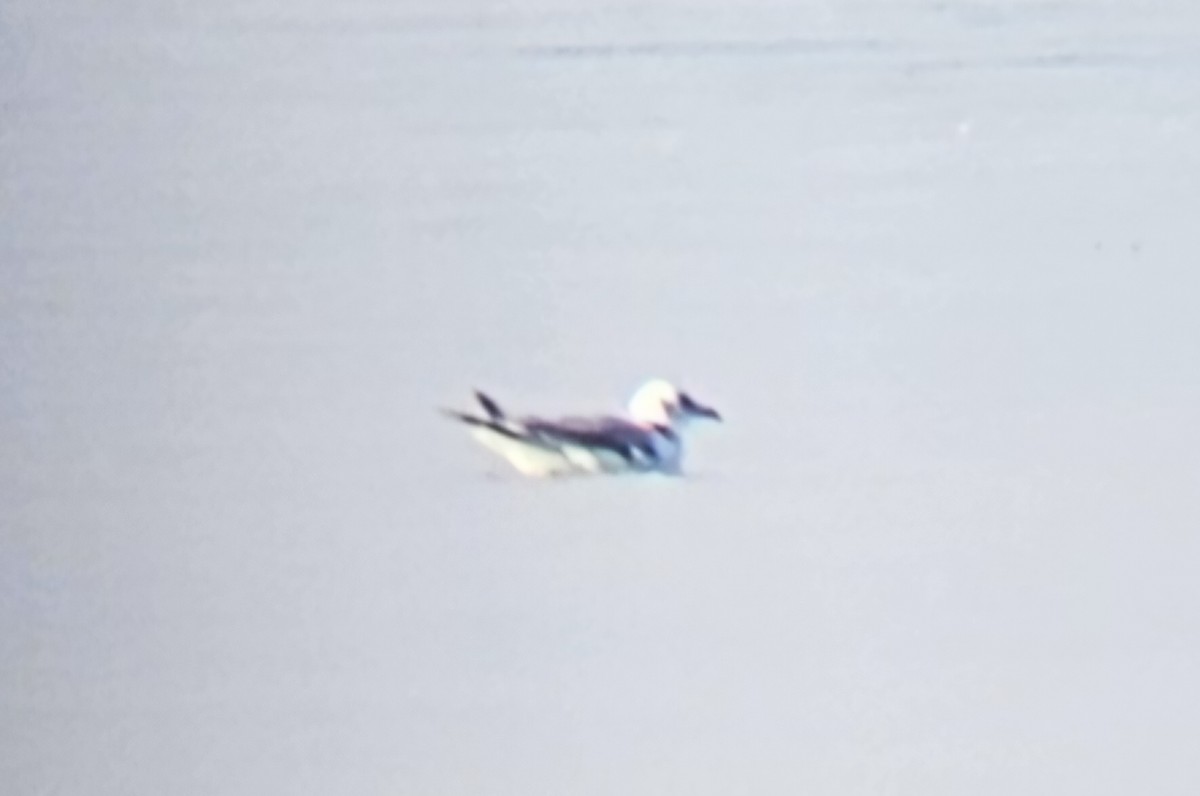 krykkje - ML645742505