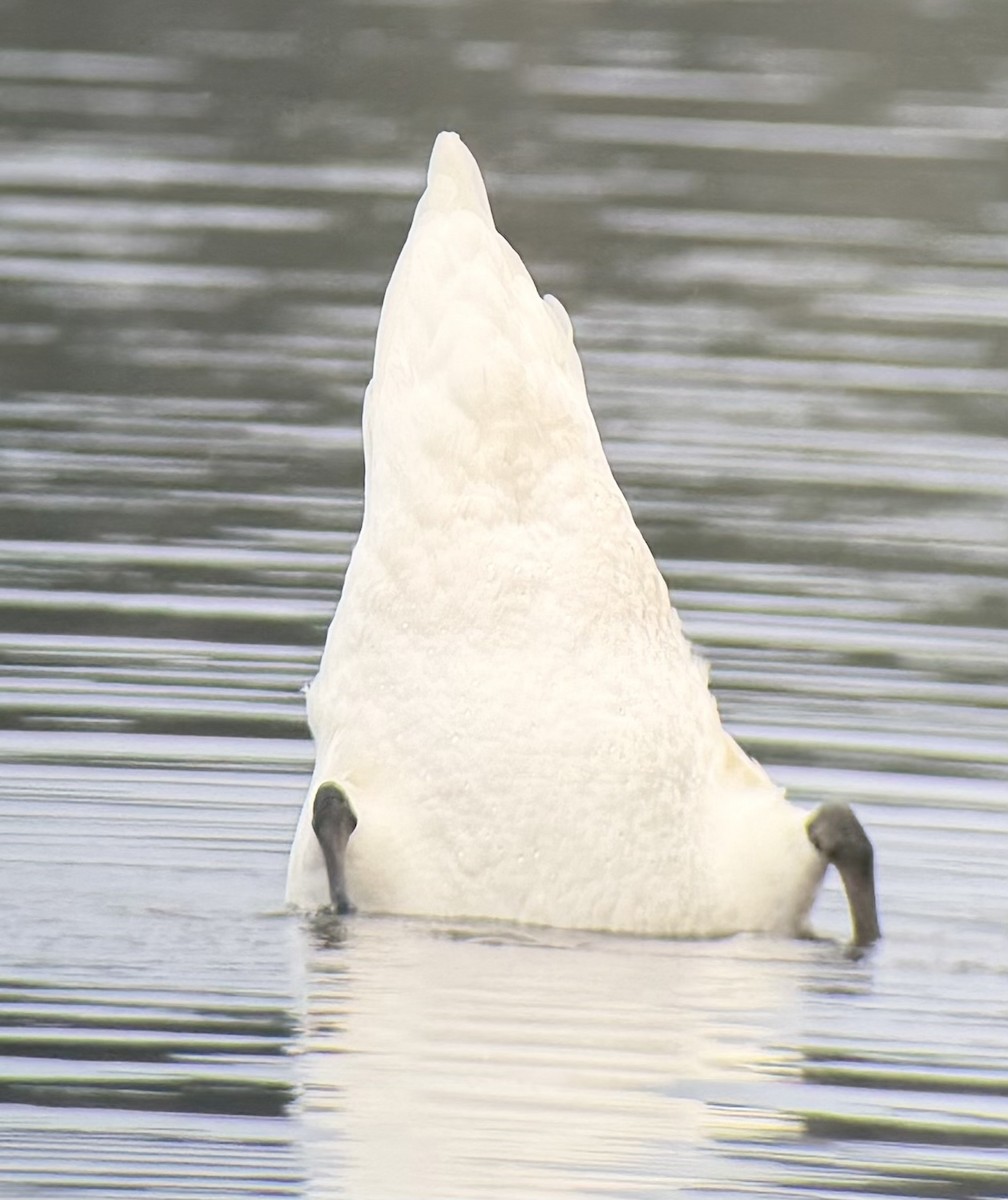 Mute Swan - ML645742511