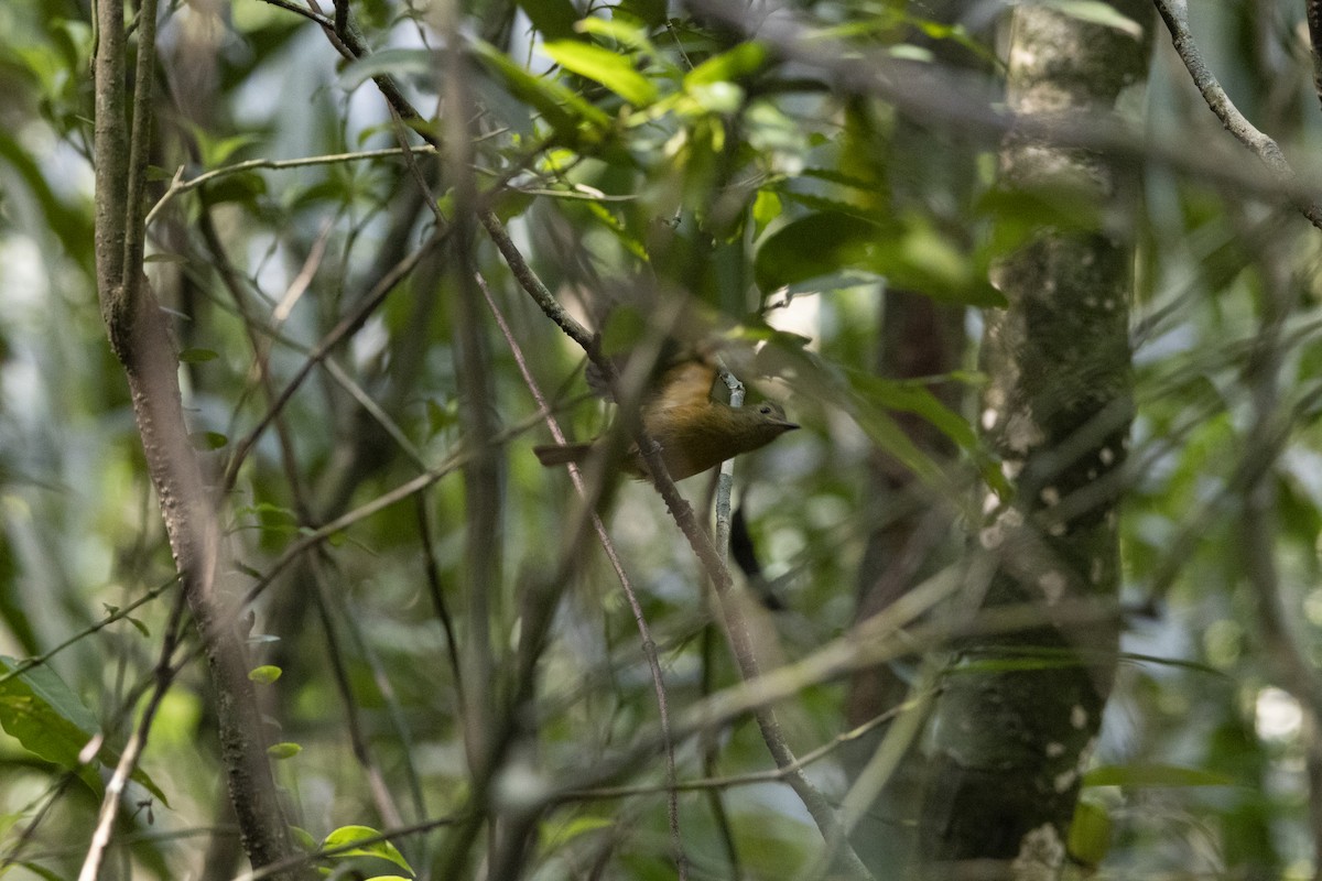 Pipromorphe roussâtre - ML645742512