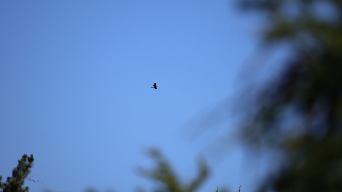 Variable Hawk - ML645742514