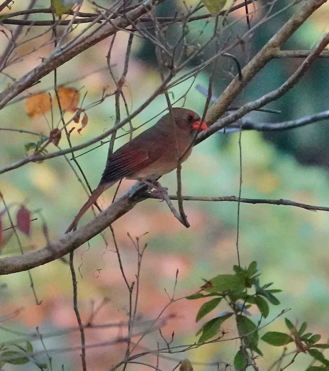 Northern Cardinal - ML645742515