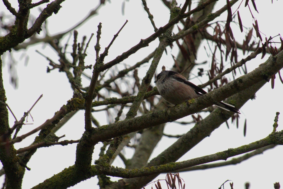 Long-tailed Tit - ML645742518