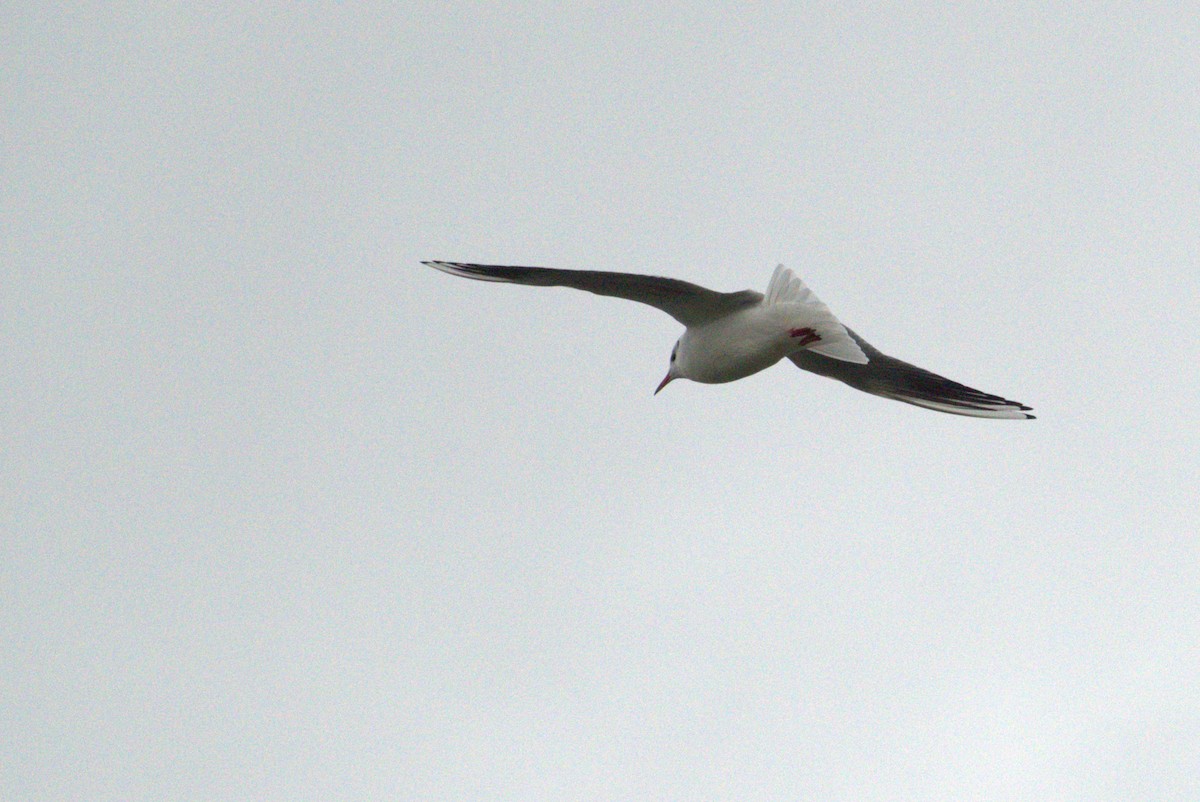 Black-headed Gull - ML645742521