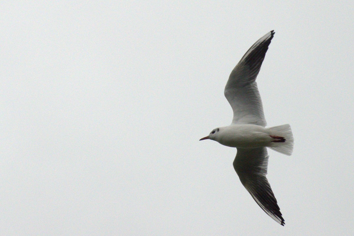 Black-headed Gull - ML645742522