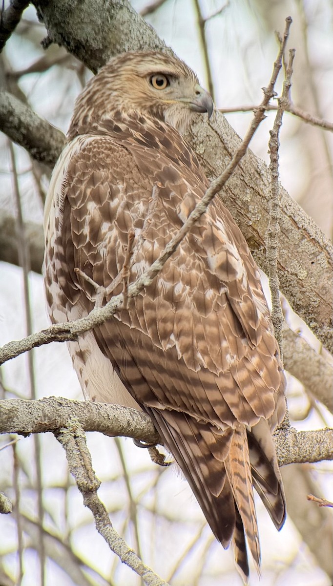 Red-tailed Hawk - ML645742523