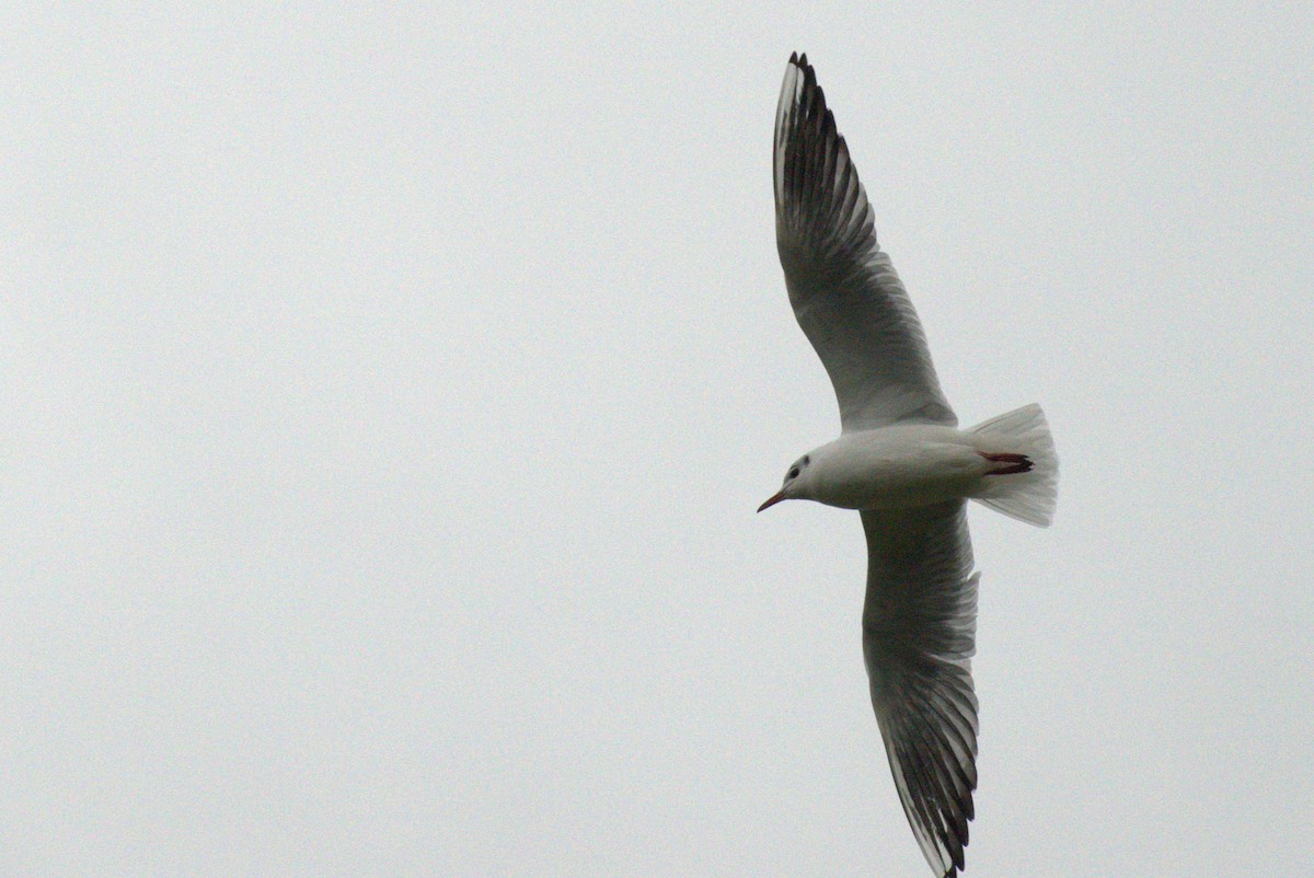 Black-headed Gull - ML645742524