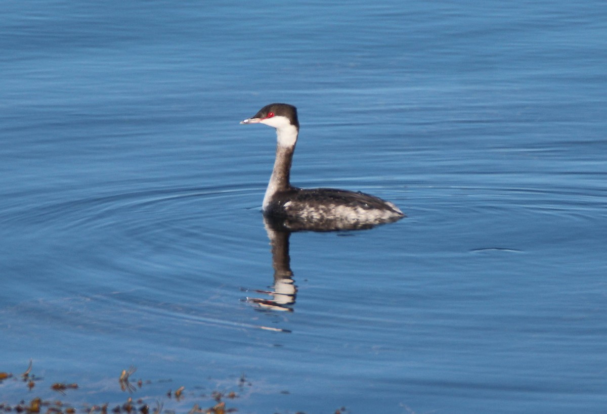 potápka žlutorohá - ML645742526