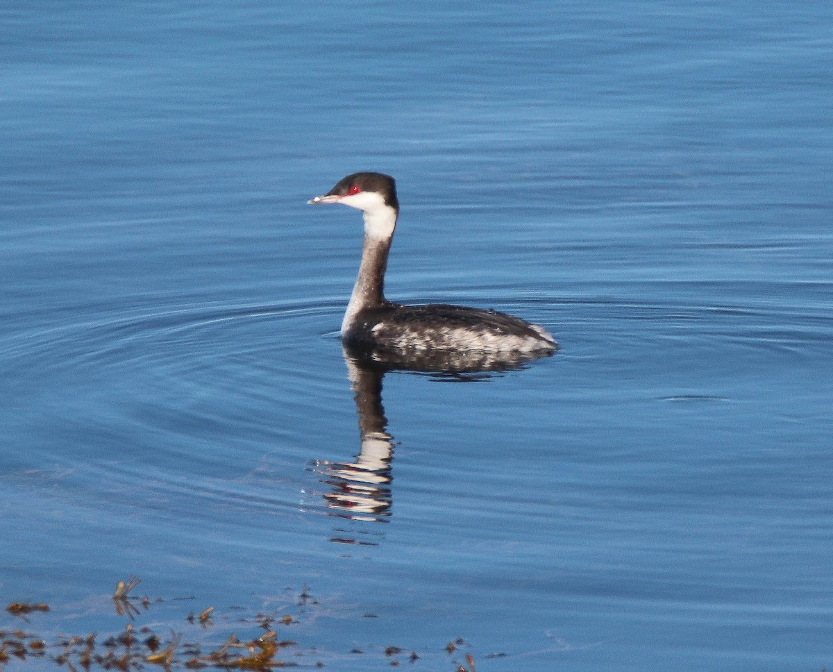 potápka žlutorohá - ML645742527