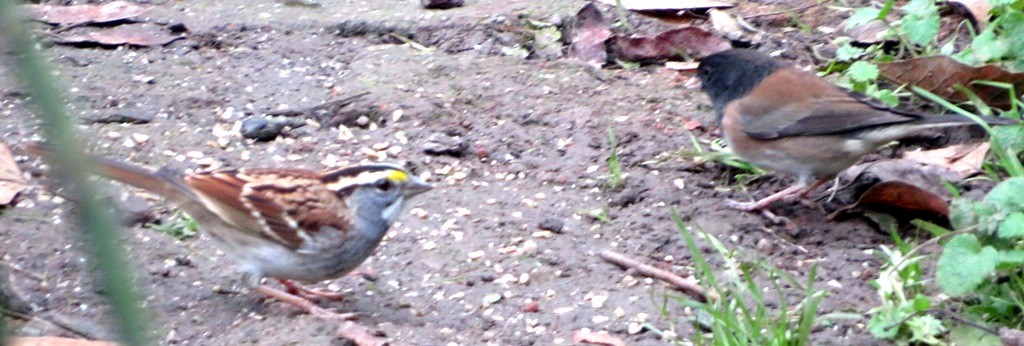 White-throated Sparrow - ML645742546