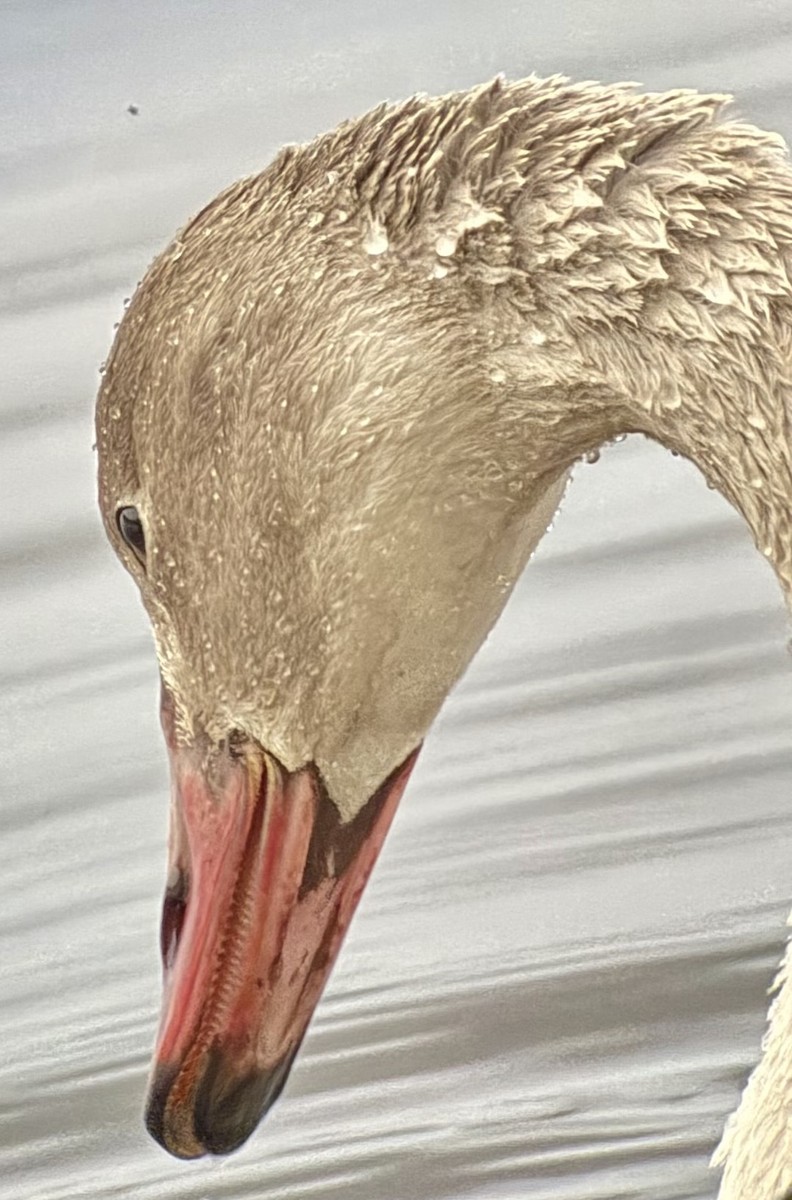 Tundra Swan - ML645742548
