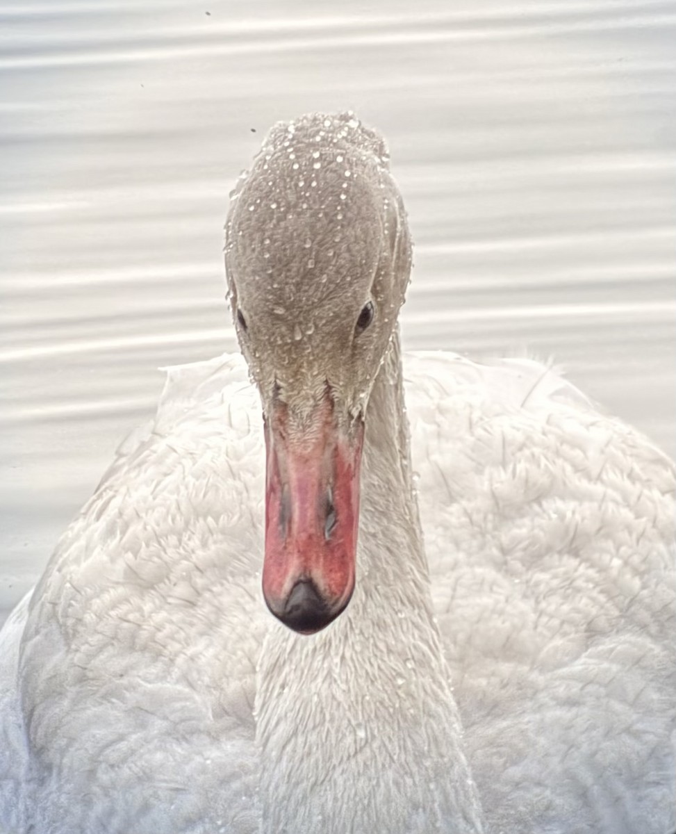 Tundra Swan - ML645742549