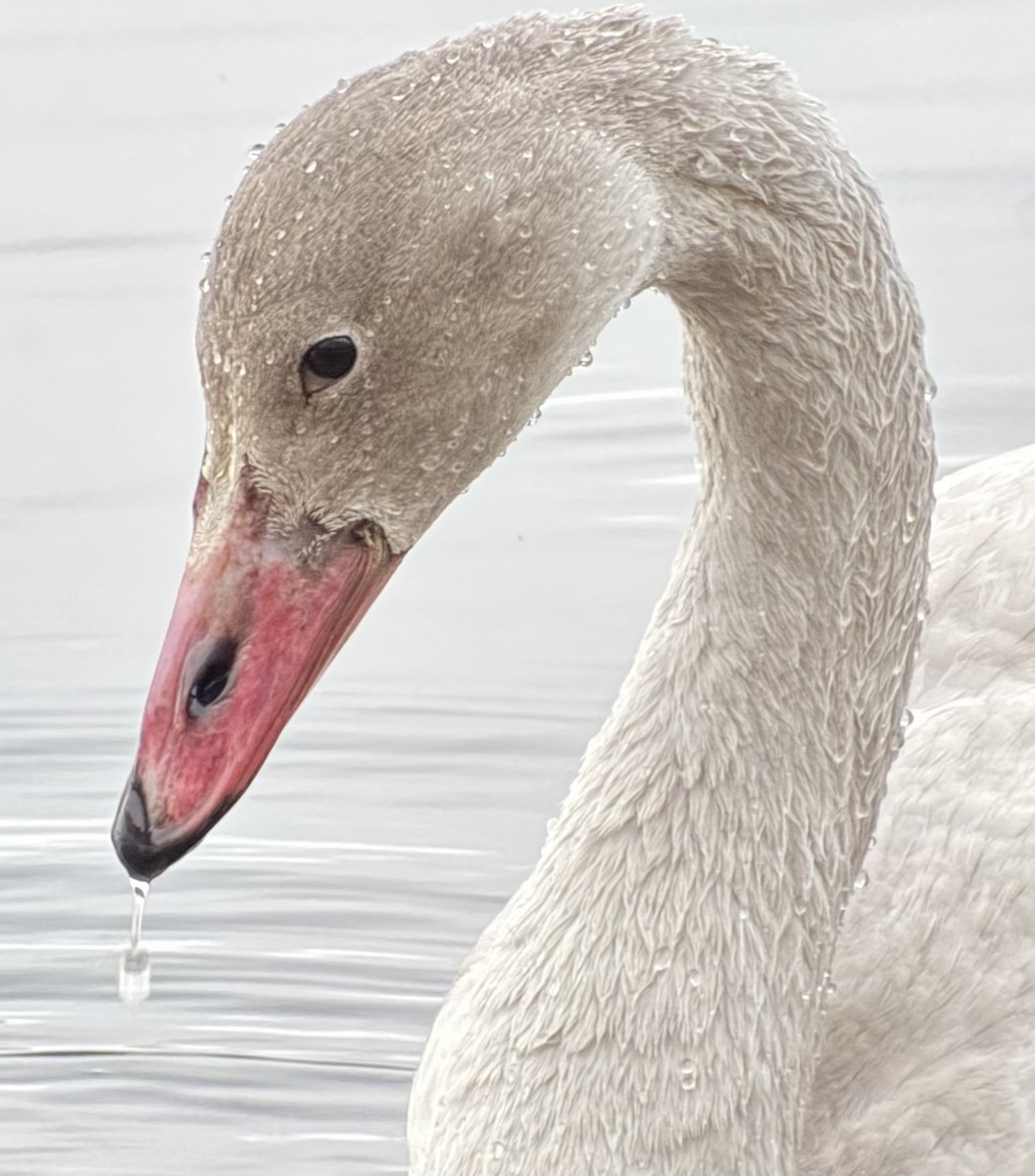 Tundra Swan - ML645742550