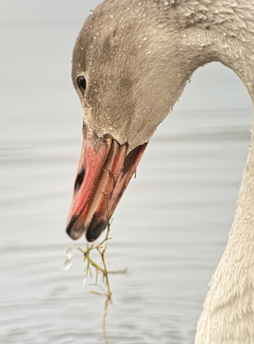 Tundra Swan - ML645742551