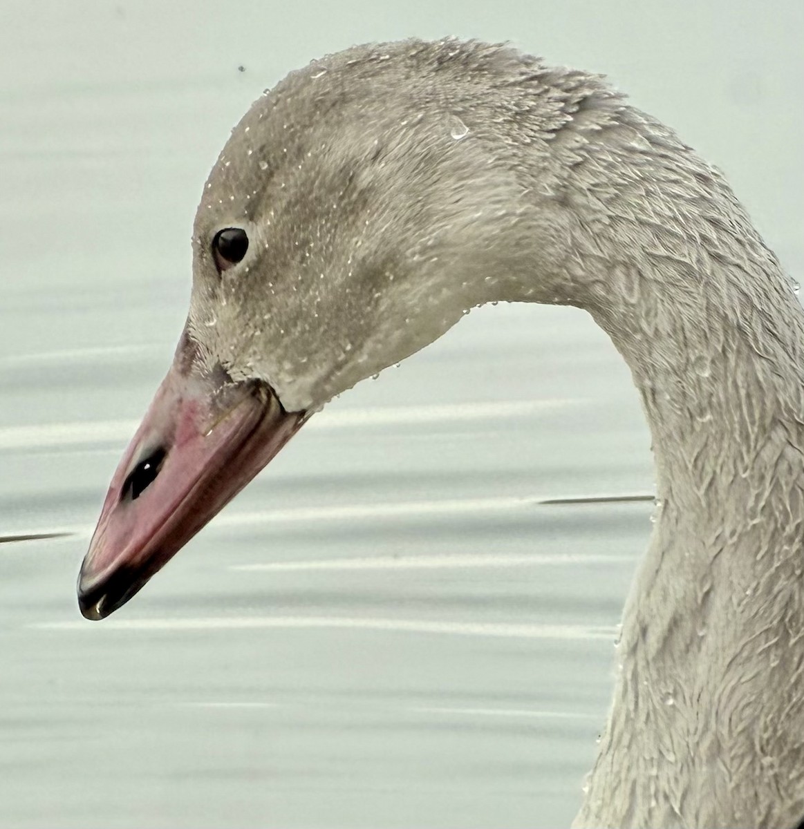 Tundra Swan - ML645742552