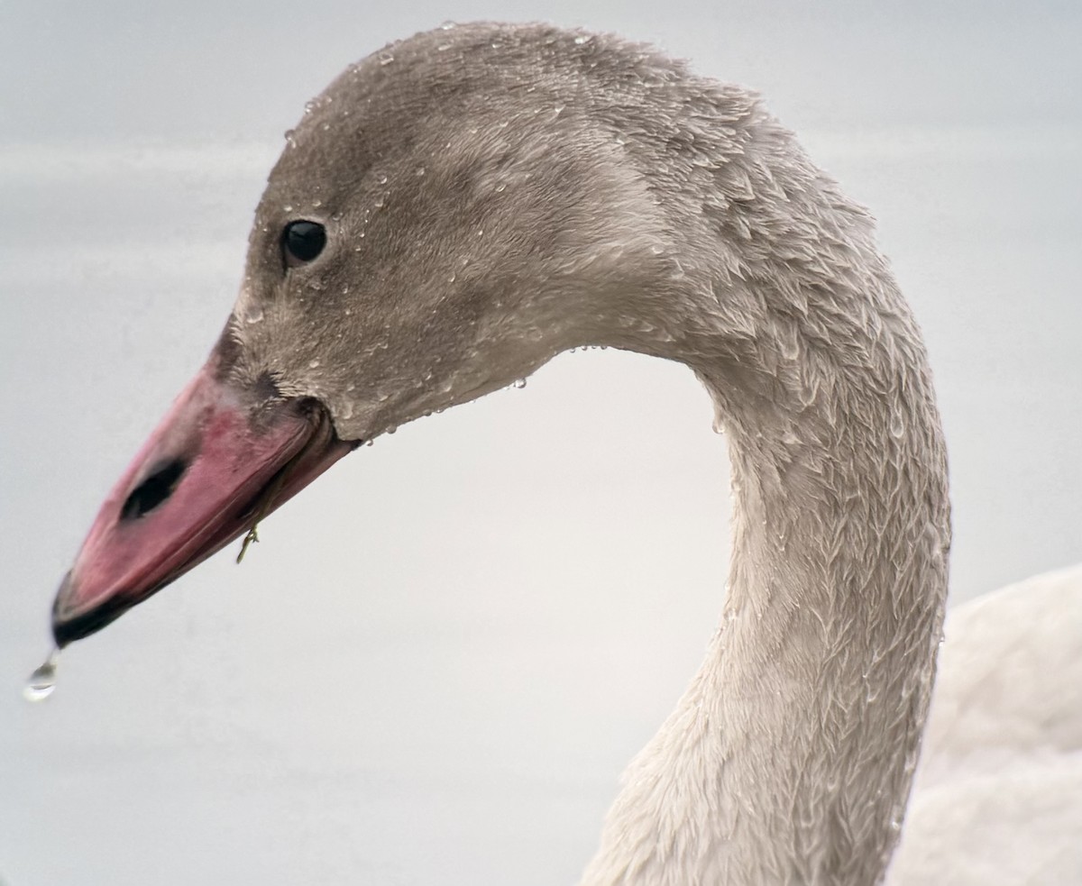 Tundra Swan - ML645742553