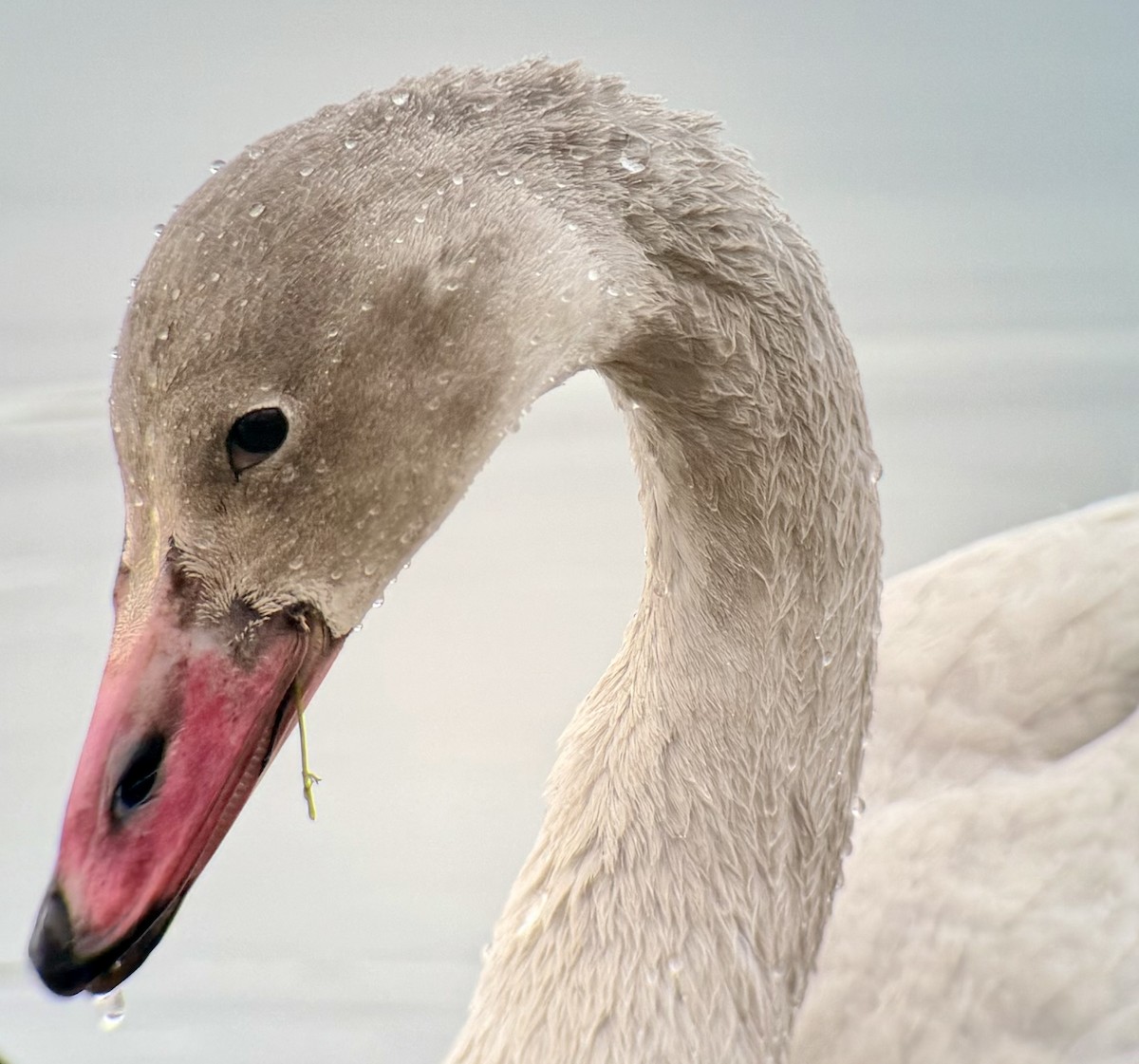 Tundra Swan - ML645742554