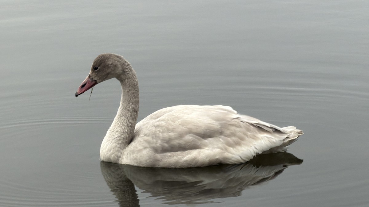 Tundra Swan - ML645742555